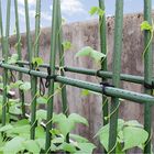 温室20mm 6ftのトマトのプラスチック上塗を施してある金属の庭の杖
