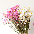 白いピンクの直径2.5cm 80cmのhelipterumによって乾燥される花の束