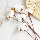 5cmの綿によって乾燥される花の束
